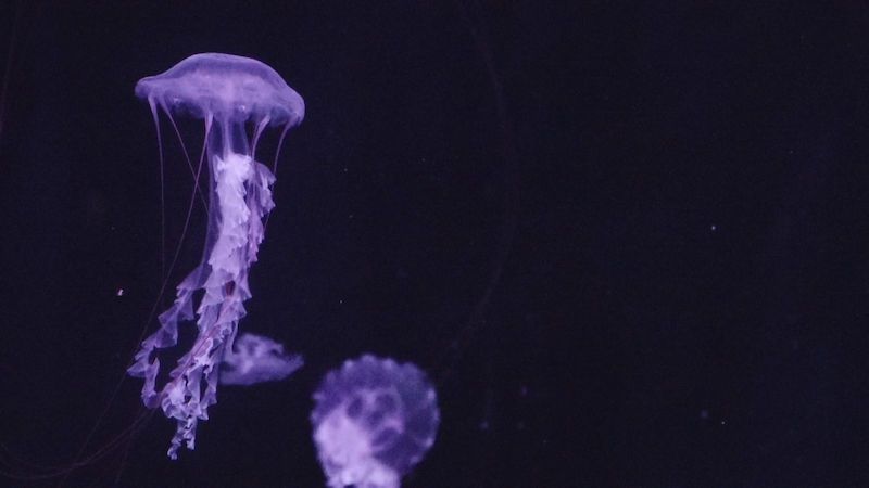 V Praze se otevřelo největší medúzárium v Evropě s desetitisíci medúz